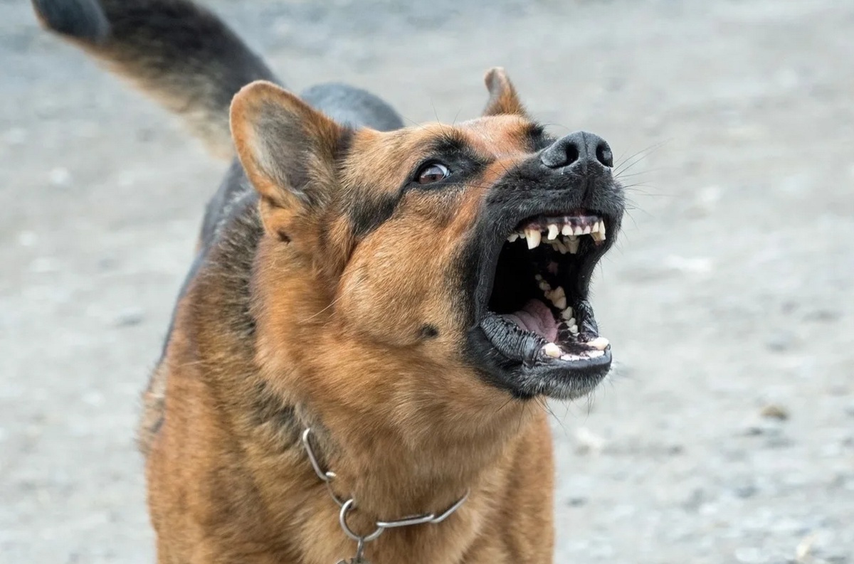 В Волгоградской области насчитали более 22 тысяч бродячих собак